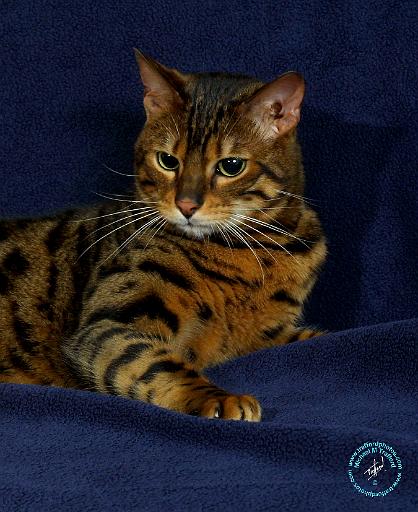 Bengal Cat 9W080D-114.JPG